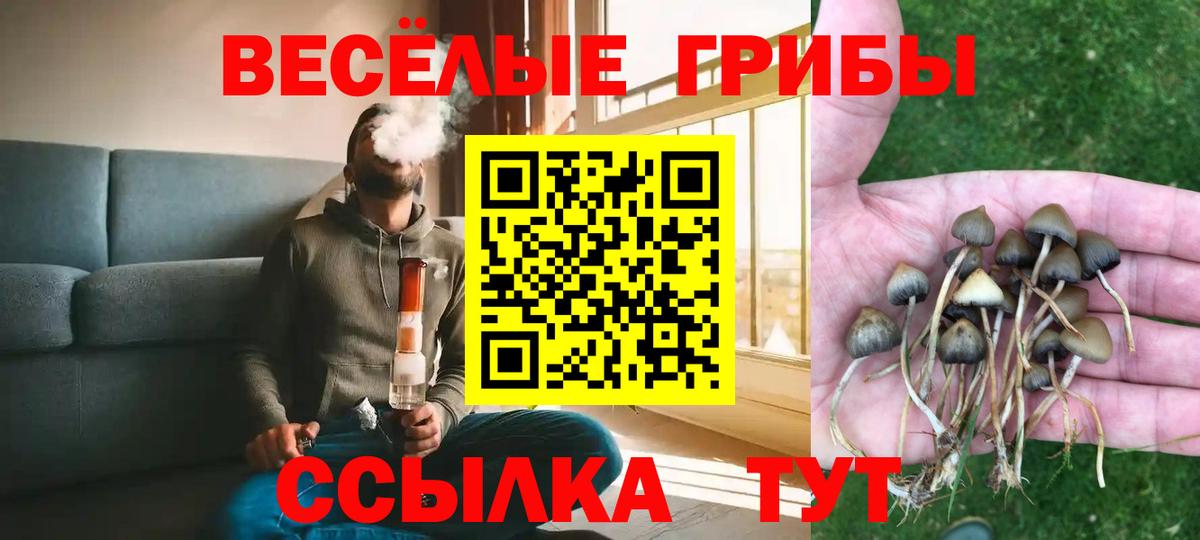 Псилоцибиновые грибы Psilocybine cubensis Муром